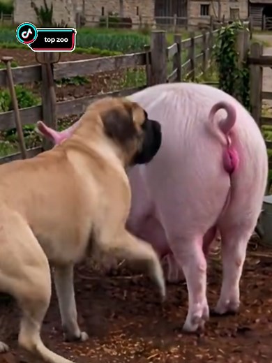 Unusual Farm Behavior: Dog and Pig Encounter Explained