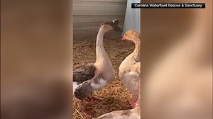 Blind geese in North Carolina are looking for their forever home