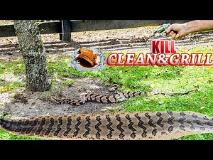 Catch Skin & Cook Venomous Rattlesnake