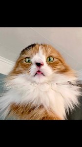 Wawafy your cat. #ifyouknowyouknow #wawacat | Molly