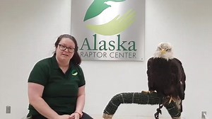 3.2K views · 329 reactions | Live stream with the Alaska Raptor Center | Alaska Raptor Center | Facebook