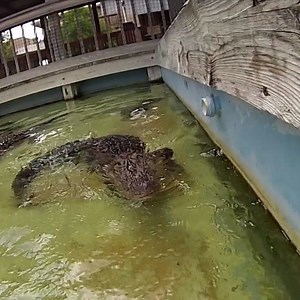 You will never convince us these creatures aren't made of magic. | Animal Tales