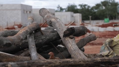 clip-3763640505-chickens-walking-around-farm