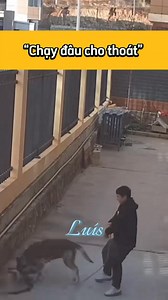 Chạy đâu cho thoát 😂😎 #luís #gochocvui #moingaymotvideo | Luís Bi