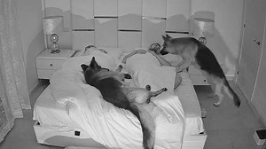 What is it like to sleep with two German shepherds?