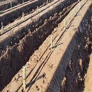 16 reactions | The most modern agricultural machinery - Lettuce harvest in England | Tatiana Durao/Oficial | Facebook