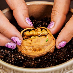 How to propagate and graft your plants | Lady Panda