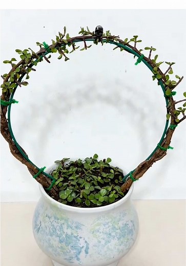 Creative Succulent Ideas for Your Garden