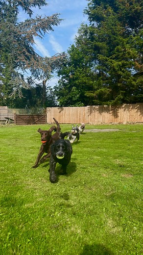 Who doesn’t love a game of fetch? #schnauzer #cockerspaniel #cockapoo #thebedandbiscuitsdifference #daycarefordogs #bedandbiscuits #puppyschool #sevenoaksmums #playdatesforpups #bedandbiscuitskent #sevenoaksdogs #kentdogs #dogsofkent #eynsford #doggydaycare #bedandbiscuits #wheredogscanbedogs #number1inthefield | Bed & Biscuits Daycare for Dogs | Facebook