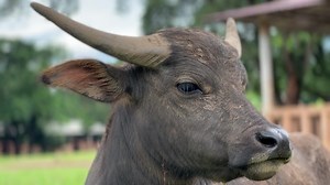 3.3K views · 532 reactions | Sleepy baby buffalo Govind!  Govind,...