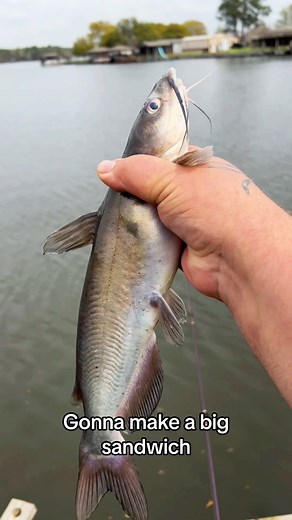 Catfish sandwich (catch clean cook) #sponsored #cooking #fishing #outdoors #easyrecipe #cheapprice #seafoodlover | Wade Fishez
