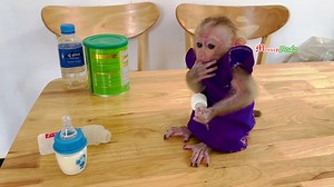 41K views · 1.1K reactions | Queen Jenna Get Up Early Morning _ Hungry Milk Jenna Sit On Table Waiting For Milk Quietly | Monkey Dodo | Facebook