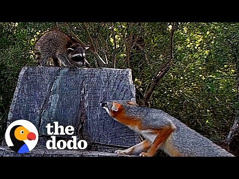 Brave Raccoon Cub Stays The Night At Fox Den | The Dodo Wild Hearts