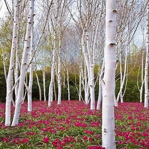 14-18" Tall Paper Birch (betula Papyrifera), Dormant Plant, Bareroot - Etsy
