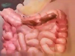 HOW FOOD IS DIGESTED STEP BY STEP. A short and interesting video. | The Biggest Wealth is your Health