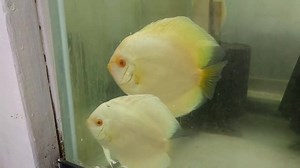 Jack Wattley Discus on Reels | Facebook