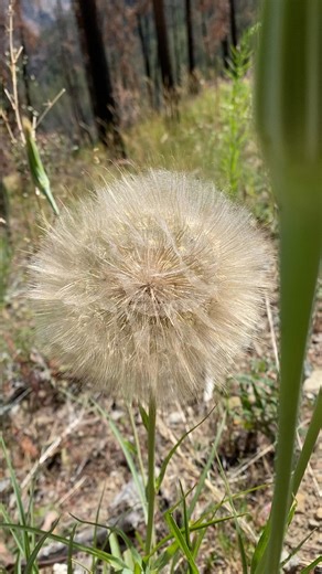 Yellow salsify Cathedral provincial park BC 🇨🇦 July 2025 nature reclaiming the burnt & blackened land after the ashnola wildfires with bursts of wildflowers & bird song. I’ll have a book coming out in the fall - for my patrons whose support enables my passion. Links in my bio 🥰 https://bio.link/pacificnorthwestkate | Pacificnorthwestkate