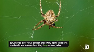 53K views · 1K reactions | While they may be creepy and crawly, arachnids and insects are vital to our ecosystem! | Discovery | Facebook