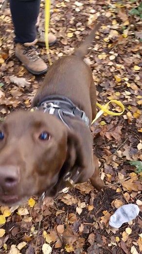 Your dog deserves to be good at something. Nosework class gives them that. Ted is dog reactive, but is fantastic at finding lost items. Here he is looking for a lost clothing item. He and his caregiver have no idea where the item is. Doesn't stop Ted! Reactive dogs are often perceived as not being good at anything. I couldn't disagree more. Well done Ted. Waitlist for classes open for January! | Jack Fenton - Dorset Dog Trainer