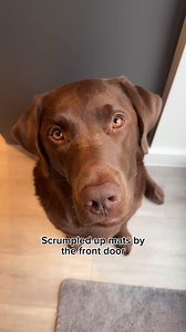 8.2K views · 231 reactions |  A Lab lives here.  : @hectorthechocolabo | Desert Labrador Retriever Rescue | Facebook