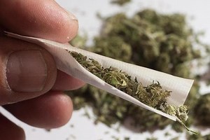 A police drug-dog was poised to search a car before an offender admitted he had cannabis