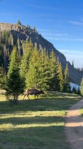 25K views · 802 reactions | Sweeps was limping pretty bad a week ago but he seems much better now. #Photography #wildlife #nature #colorado #goodbull #elk #bullelk #wapiti | Good Bull Outdoors | Facebook