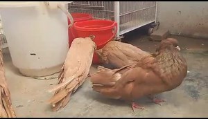 Old German Cropper Pigeons. #syedovaisbilgrami | Syed Ovais Bilgrami