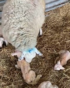 A pleasant surprise for us on the farm.. a set of quadruplets on Easter Sunday morning! 🐑🐑🐑🐑 #quadruplets #lambs #farm #farmlife #farming | Croots Farm Shop & Cafe