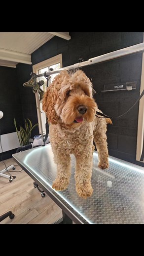Meet Tilly, the beautiful rescue Cavapoo. #cavapooofinstagram #dogsofinstagram #doggrooming #doggroomersmeath #doggroomerskildare | Furfect Dog Grooming