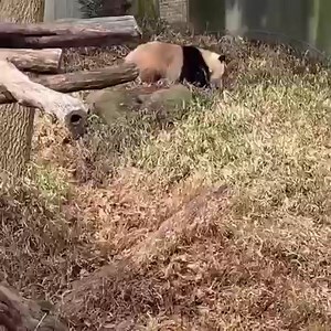 62 reactions | They see me rollin’..  | Animals Videos | Facebook