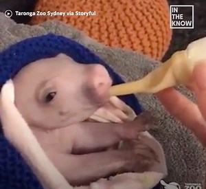 This baby wombat is an orphan, and is now growing up with the help of Taronga Zoo Sydney's keepers. ❤️ | Yahoo Australia