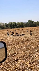 154K views · 2.8K reactions | #pecuaria #agro #animalscience #sucuri #pesca #javaliselvagem #mundoanimal | Guilherme jandaia | Facebook