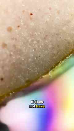 Sausage Meat Under The Microscope 1000x