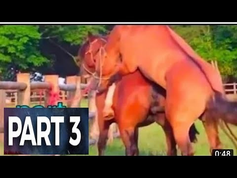 Horse breeding carefully February 2022