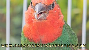 Red throat parrot finches / males split seagreen x seagreen female pairs | Paradise Aviary