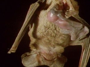 Top Secret Weapons Revealed