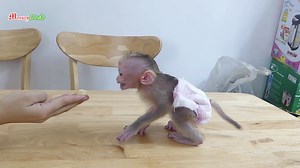 Jenna Angry Mom Testing Her With Banana | Monkey Dodo