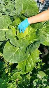 2.3K views · 115 reactions | Which one would you prefer? #allotment #garden #growyourownfood #veg #harvest #hobby #homemade #selfsufficiency #homestead #farm #farming #food #countrylife | Welsh cottage by Zina | Facebook