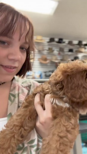 1.8K views · 18 reactions | Oliver ❤️ F2 Cavapoo Link for website below for more details or contact us at 330-893-7038! https://berlinpetshop.com/7950-oliver/ | Berlin Pet Shoppe | Facebook
