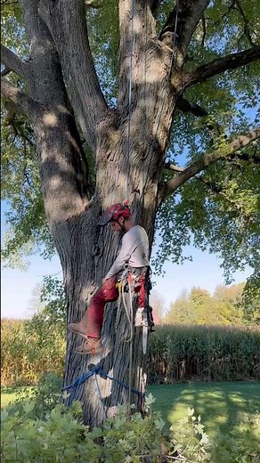 Do you have a silver maple in your yard? #treecare #treeservice #arborist #treework