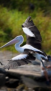 I find filming Australian pelicans, particularly during takeoff and landing, to be a rewarding experience.😎 . . . #birdsofprey #wildlife #birdsofaustralia #nature #birds #fbreels #instareels #sonyphotography #Australia #birding #nature #photography #sonya1 #birdwatching | Hamid Salimyphotography
