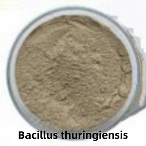 [Hot Item] Bacillus Thuringiensis High Content Bacillus Thuringiensis