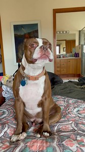 28K views · 3.8K reactions | “The Twelve Days of Christmas” (abbreviated to five) By Skipper and Mama虜 | The daily adventures of Gilligan & Skipper | Facebook