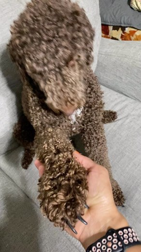 Bella is a very cute but mischievous girl. 🐕‍🦺🐕‍🦺🐶🐾 #doodle #poodle #dogsofinstagram #labradoodle | Vanessa Alvarenga