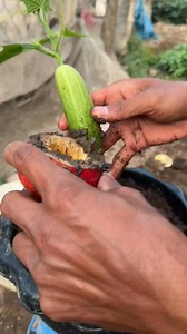 How to easily graft cucumbers with apple and eggs, giving lots of fruit in a short time. #Growing #Gardening #ViralVideo #Amazing #fruit | Manoj Mahela