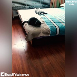 1.6K views · 53 reactions | The mother cat takes the kitten to a safe place | Beautiful Cats | Facebook