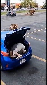 1.5M views · 11K reactions | No-Warning Moment — Trunk Used as Shelter A woman searches inside her open trunk. Without warning, a tiger comes into view from a distance. She reacts instinctively, gets into the trunk, and closes it as the vehicle reacts to sudden movement nearby. #nowarning #instinctreaction #tensescene #shorts | Kiran Wakade | Facebook