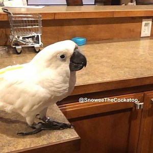 Kisses for daddy? 😈 #ComeCloser #Snoweethecockatoo #cockatoo #umbrellacockatoo #ExoticBird #bird #birdsofinstagram #parrot #parrotsofinstagram #cute On instagram: SnoweeTheCockatoo | Snowee The Cockatoo
