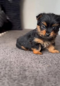 � FREE YORKIE PUPPIES ALERT! �� (Free pup alert!) We have a few adorable Yorkie puppies looking for loving forever homes! Each one has a unique personality—some playful, some cuddly, but all full of love. They’re friendly, affectionate, and ready for a fresh start. If you can provide a safe and caring home, send me a message for more details. Please share to help these sweet pups find their families! ���in Tom Hanker Gloria Montelingo Eleanore Pasquarella Cathy Rappaport Linda Woodward Tom Hanke