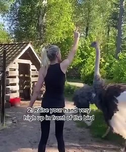 Interesting things to do when Ostrich attack you.🦩🦩 | Veterinary-somalia